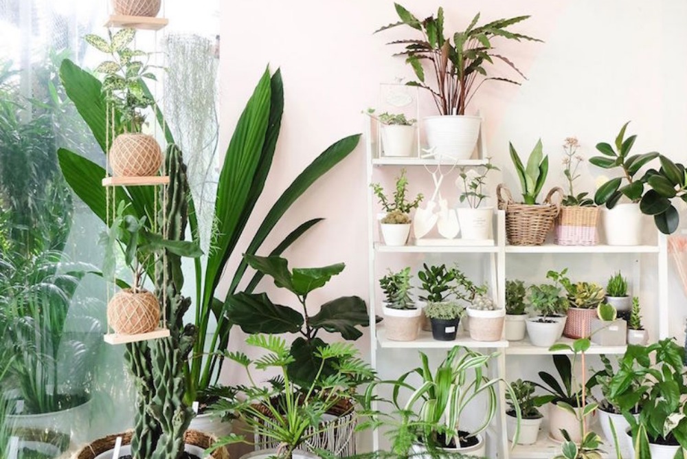 promosi website tanaman