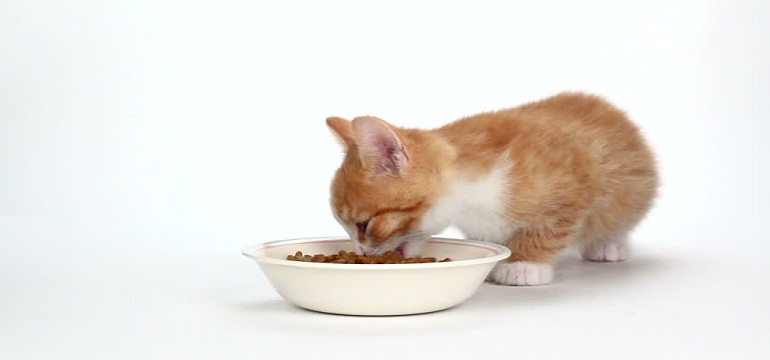 Belajar dari Makanan Siang Kucing…