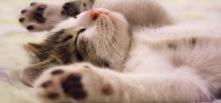 Tertarik Memelihara Kucing?