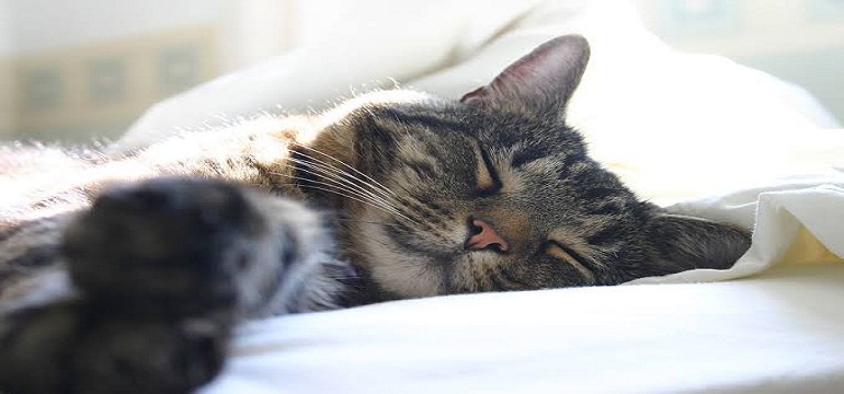 Bolehkah Tidur Setelah Ashar?