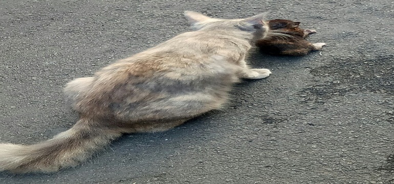 Ternyata Kucing Pasca Melahirkan Punya Kebiasaan yang Satu Ini!