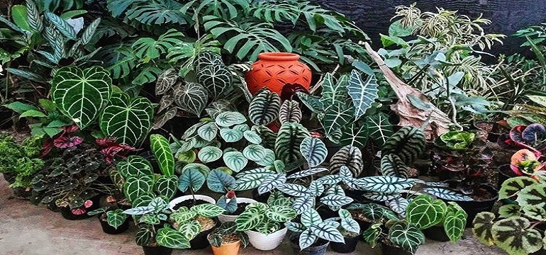 5 Tanaman Hias Ini Bisa Membuat Pemiliknya Kaya Mendadak