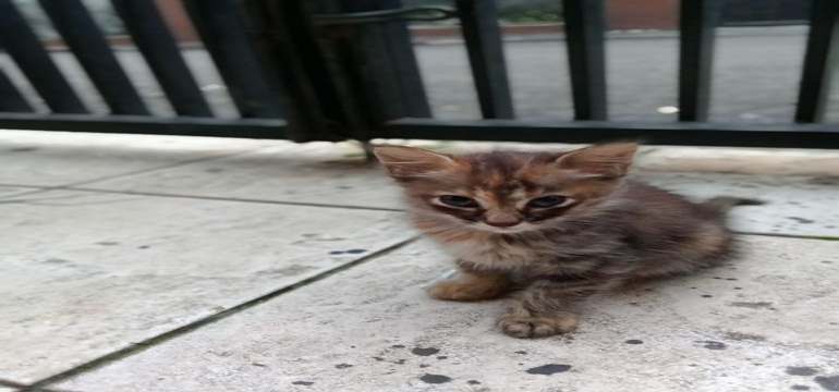 Sering Tersesat? Yuk,Belajar Kemampuan Bernavigasi dari Kucing!