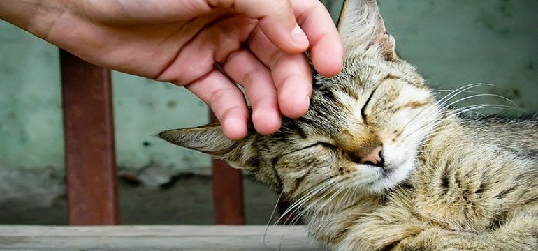 Mengasah Afeksi Lewat Memelihara Kucing