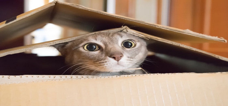 Tertarik 'Berteman' dengan Kucing?