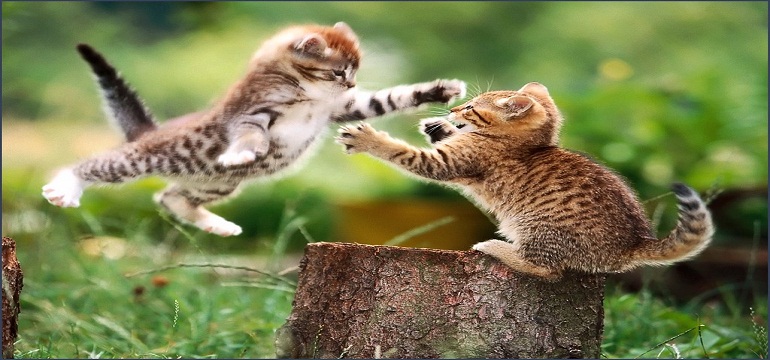 Interaksi Kucing Itu Ternyata…