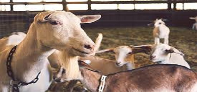 Cara Mudah Melakukan Qurban Tahun Ini Bersama BSI Maslahat