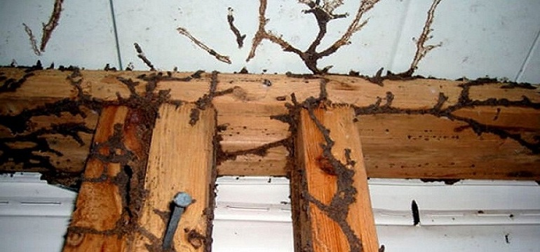 Waspada Serangan Rayap Masuk Rumah dan Perabot Rumah dari Kayu