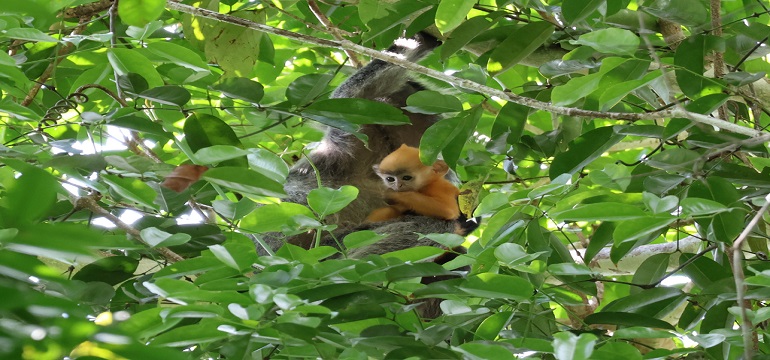 Kisah Menakjubkan Primata di Hutan Kalimantan Bersama Expertoprimates.com