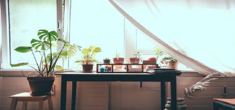 Ternyata Memelihara Tanaman di Dalam Rumah Itu…