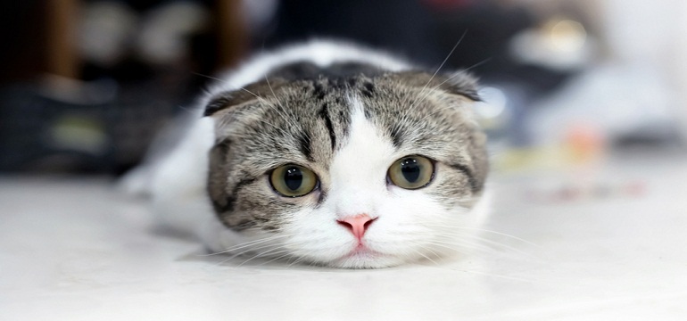 Pernahkah Engkau Diikuti Kucing?